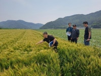 국산 밀 생산·제분·유통 기반 조성 현장 의견 청취