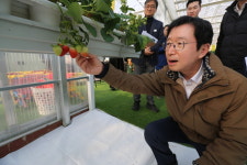 농촌진흥청, 아산 딸기 재배 농가 한파 대응 시설 점검