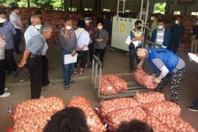 경남농협, 2020년산 햇마늘(대서종) 본격 출하