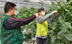 [포토뉴스] NH농협은행 디지털금융부문, 영농철 일손돕기 실시