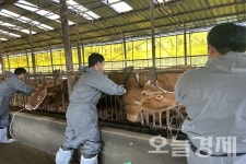 신안군, 소 럼피스킨 병 확산 방지에 총력