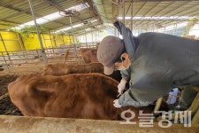 전남도, 가축방역 철저...소 럼피스킨 방역지역 이동 제한 해제