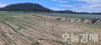 신안군 자은면 백길리 6만평 논바닥에 해수 역류 날벼락