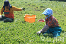 여수 거문도 해풍쑥 출하 시작