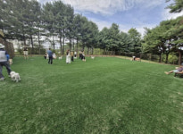 고양특례시 정발산공원 반려견 놀이터, 안전·편의 강화해 재개장