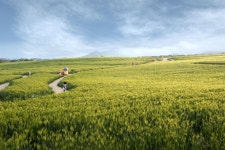 [여행] 고창,청보리 물결치는 5월의 들판