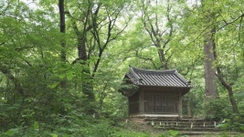 치악산 자락, 비밀 간직한 ‘신들의 숲’ <원주 성황림>