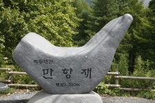 [여행] 야생화 흐드러진 천상의 화원, 정선 만항재