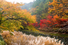 [여행] 굴구이·억새·낙엽의 앙상블, 보령의 가을