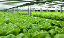 롯데이노베이트, 스마트팜 플랫폼 도시의 푸른농장에 AI 심었다