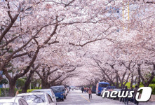 황령산 벚꽃도 유명하지만 야경 및 야간산행 코스도 유명!