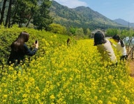 성산구 사파동 플라워하우스 유채꽃 만개