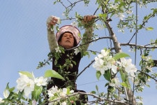 [포토뉴스] 사과꽃 적화작업 한창