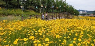 [포토뉴스] 광려천 힐링산책로 꽃길 장관 연출