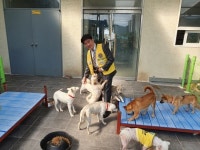 새마산·새진해 라이온스클럽, 진해유기동물보호소 사료 기탁 및 케어봉사