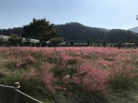 밀양강 둔치, 3만여 본 핑크뮬리 만개