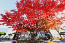 [포토뉴스] 소녀의 뺨처럼 붉게 물든 단풍나무