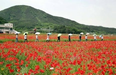 [포토뉴스] 하동 북천 꽃 양귀비 꽃단지