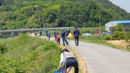 사천강 황화코스모스 꽃길, 색색깔 무늬 옷을 입다