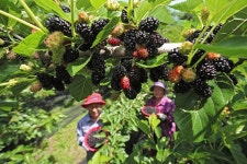 [포토뉴스] 항노화 효능 탁월 산청 지리산 오디 수확