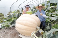 의령군 용덕면 하늘내린농장, 380kg 넘는 초대형 슈퍼호박 무럭 무럭