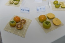 경상남도농업기술원, 추석용 단감 올누리 현장품평회 개최