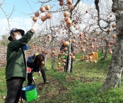 밀양시농업기술센터, 사과 수확 일손돕기