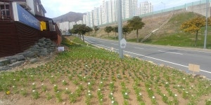 거제시농업개발원, 희망의 봄꽃 3만본 분양