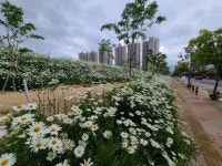 양산시 시민 건강숲 산책로 야생화 만개