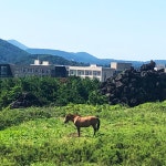 [Opinion] 2년만에 우리, 다시 제주