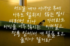 [시와 캘리] 고양이가 다른 고양이로 잊히겠니