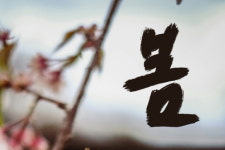 [시와 캘리] 휘어진 수양버들 가지에 봄빛은 새는 노래하네