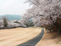 봄 내음 물씬 봄나들이 적당한 필드는 어디?