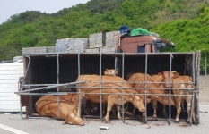 충남도, 도축장 잔류물질 검사 강화해 축산물 안전 총력