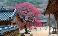 화엄! 홍매화의 향기를 머금고… 제5회 구례 화엄사 사진 콘테스트
