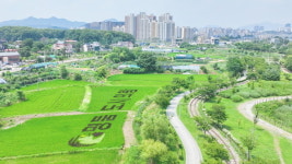 의왕시 초평동 들녘에 피어난 명품도시 의왕… 이색적 벼 아트 눈길