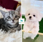 도그마루 임시보호소, 파양된 강아지·고양이 분양시, 무료 입양 및 양육비 지원 캠페인 시행