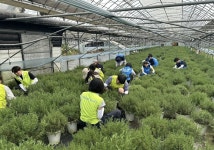 NH농협은행 서울본부, 영농지원 농촌일손돕기 실시