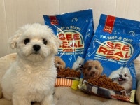 도그마루, 씨리얼 NON-GMO 전연령 강아지 사료 단독계약... 펫푸드시장 진출 본격화