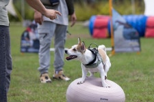 MINI코리아, 반려견과 함께 즐기는 ‘MINI 퍼피랜드’ 운영