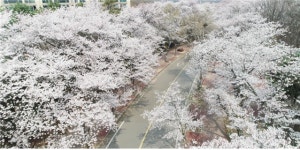 인천시, 드론 활용해 인천대공원·월미공원 벚꽃길 선보인다