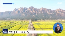 보는 유채꽃에서 먹는 유채유까지(R)