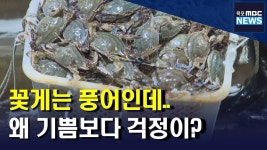 진도 꽃게 봄 조업 마무리..풍어도 걱정(R)