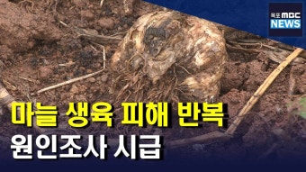 마늘 생육 피해 반복..
