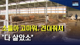 축사 침수로 갇혔던 소 200마리 다 살았소(R)