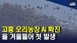 고흥 오리농장서 AI 확진‥방역 총력