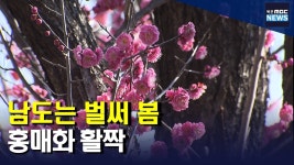 남도에는 벌써 봄...홍매화 활짝