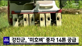 강진군, 미호벼 종자 14톤 공급