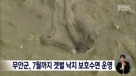 무안군, 7월까지 갯벌 낙지 보호수면 운영