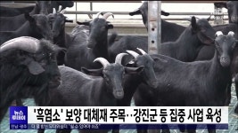 흑염소 보양 대체재 주목..강진군 등 집중 사업 육성